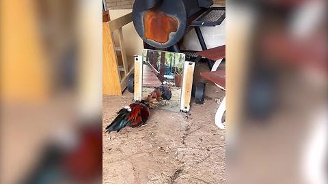 "Angry Rooster Fights His Own Reflection In Mirror"