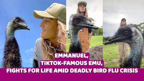 Emmanuel, TikTok-famous emu, fights for life amid deadly bird flu crisis