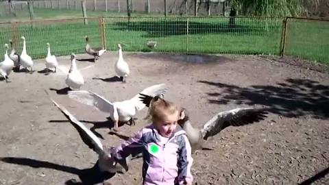 "Toddler Girl Chases Geese and They Chase Her Back"