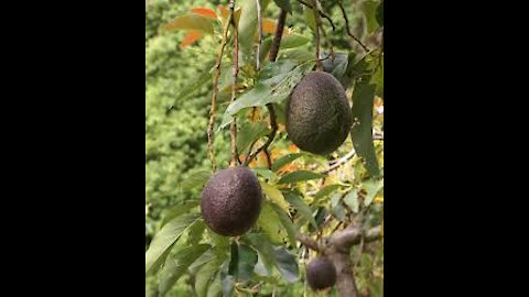 Experience of planting an avocado at home