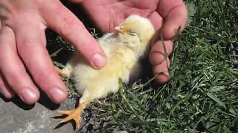 Mother Hen 🐔 Protecting Chicks 🐥 Cute Mama Hen and Chicks Videos 🐣 Baby Chicks & Hen Video