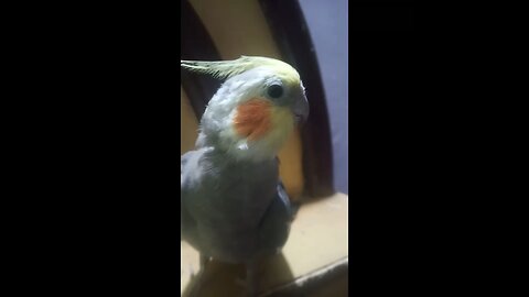 cocktail parrot sound