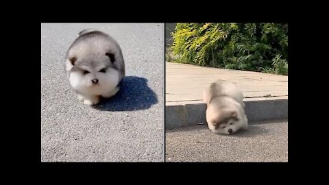 Baby Alaskan Malamute Cutest and Funniest Moments 😍😍😍 Try Not To Laugh 🤣🤣🤣.....
