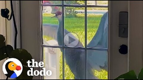 Crane Introduces His Babies To His Human Best Friend Every Year | The Dodo