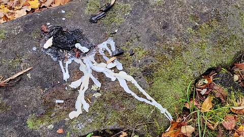 Witches Alter Found in the Great Smoky Mountains