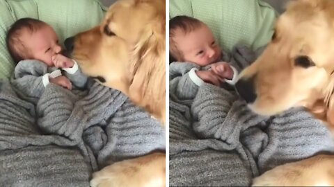 Golden Retriever Dog & baby Ultimate Love