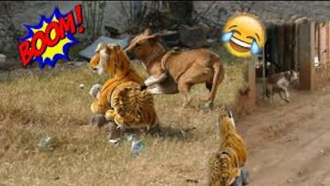 Fake Tiger Prank Dog RUN Very Funny!!!