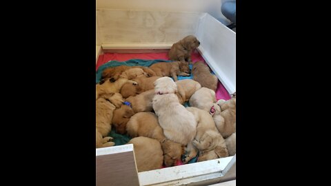 12 One-week-old Golden puppies snuggling with eachother is the cutest thing!