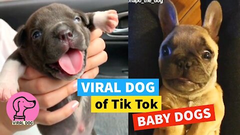 ✅ TIK TOK VIRAL DOG ​​(2021) BABY DOGS 🐣