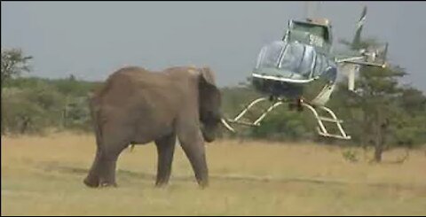 Elephant VS Helicopter