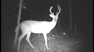 Hunting trail camera