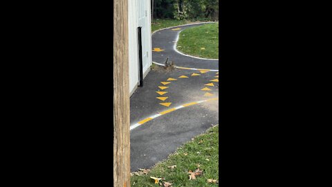Squirrel playing with a piece of grass