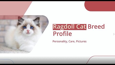 Ragdoll Cat Breed Profile: The Ultimate Guide to Understanding Your Ragdoll