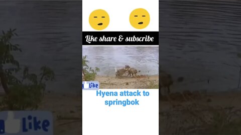 Hyena attack to springbok2022 || • #shorts #youtubeshorts