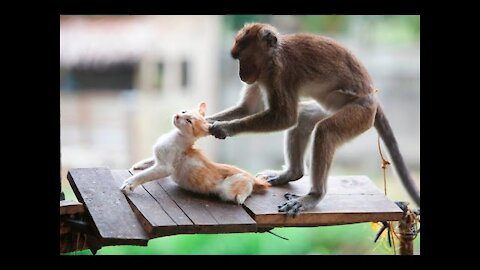 Funniest Monkey and Annoying Cat Video