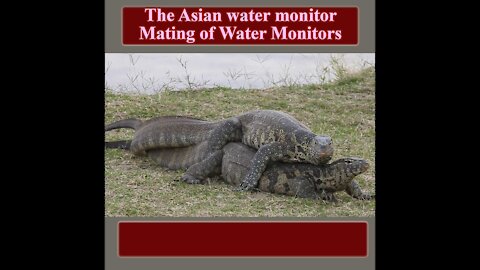 Mating of Water Monitors | The Asian Water Monitor