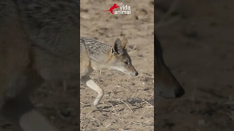 CHACAL SOZINHO SUFOCA UMA IMPALA ADULTA - VIDA ANIMAL