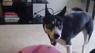 World's most energetic dog? 3 legs doesn't slow her down!