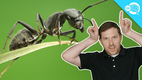 BrainStuff: How Do Ants Communicate?
