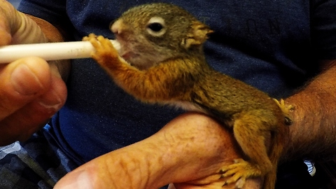 Orphaned squirrels travel hundreds of miles before being rescued