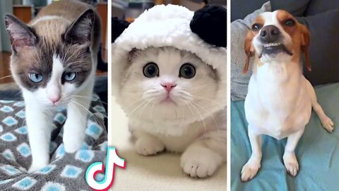 Dog 🐶 and Cats 🐱 Most Funniest Moments | TRY NOT TO LAUGH 😂 Hilarious Animals
