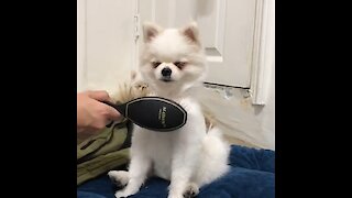 Pomeranian nearly falls asleep during grooming session
