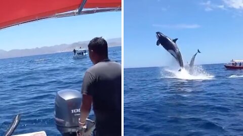Tourists scream in delight at high-leaping wild orca