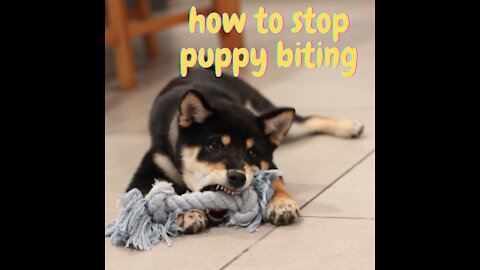 How to prevent puppies from biting?