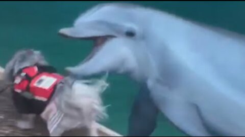 Dog Runs Alongside Dolphin And Plays With Them