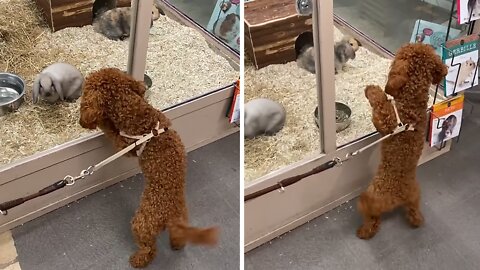 Poodle Falls In Love With Rabbits At First Sight