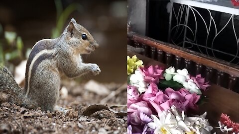Cute Squirrel Eating Rice at Temple | Randomly Caught in Camera Very Rare Video