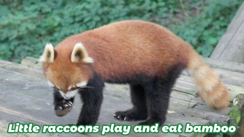 Little raccoons play and eat bamboo