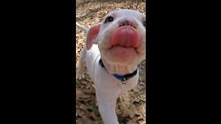 Guku the pitbull first hike