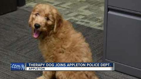 New 'volunteer' joins Appleton Police to become therapy dog