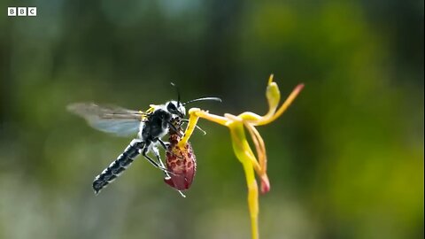 Sneaky Orchid Tricks a Wasp🐝 | The GreenPlanet BBC Earth 🌍🌎