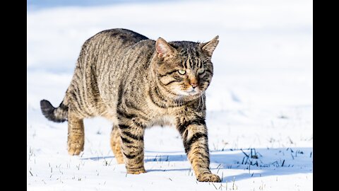 Cat walk on the wild side