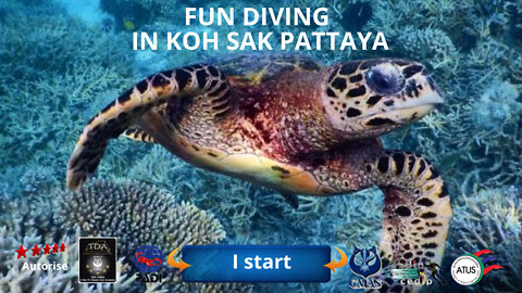 🤿 Fun diving accompanied by turtles and puffer fish in koh sak Pattaya