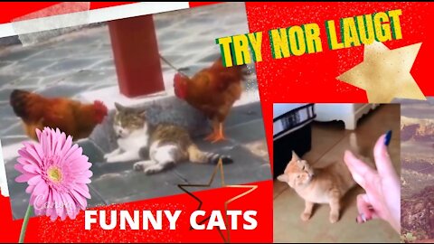 Funny Cats Laugh Alert Try not to laugh ... # 17