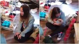 Little girl is surprised with a mini pig as her Christmas present