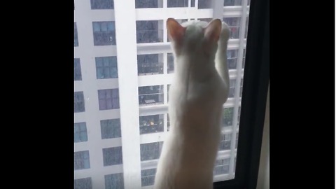 Wow! Kittens clean glass apartment most clean earth