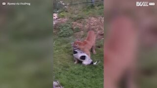 Puma attacca un cane nel giardino di casa