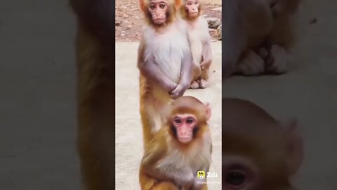 हम अदरक का स्वाद नहीं जानते Monkey funny video || cute 🐵 monkey #longvidio #short #amazing