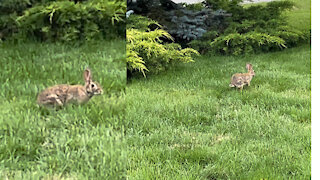 Rabbit have fun with the new grass