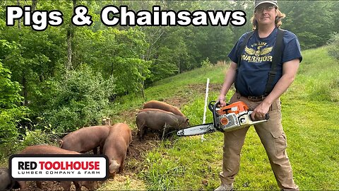 Clearing Forest Edge with Chainsaw & Pigs