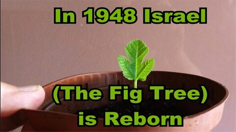 The Last Days Pt 434 - Look at the Fig Tree