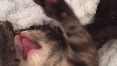 Kitten siblings deliver adorable exchange for the camera
