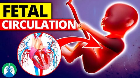 Fetal Circulation *Quick Explainer Video*