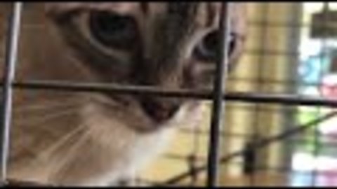 Extreme animal rescue: Hoarder dies leaving 47 cats behind