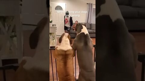 dog is very excited to see a dad||#funny #ani#dog #cat|great dane|funny videos|funny dogs