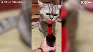 Ce chat ouvre une bouteille de bière avec ses dents!